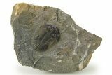 Scabriscutellum Trilobite - Nice Shell Detail #273799-3